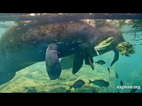Why Did Over 1,000 Manatees Die in 2021? | Live Chat