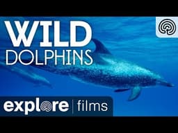 Wild Dolphins | Explore Films
