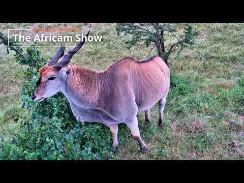 LIVE Virtual Safari Q&A (May 5) | The Africam Show