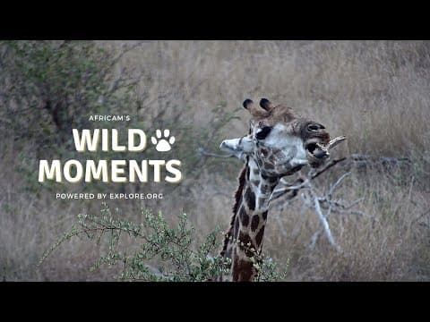 Giraffe Eating A Bone, Wild Dogs, Hyena and Elephants | Wild Moments