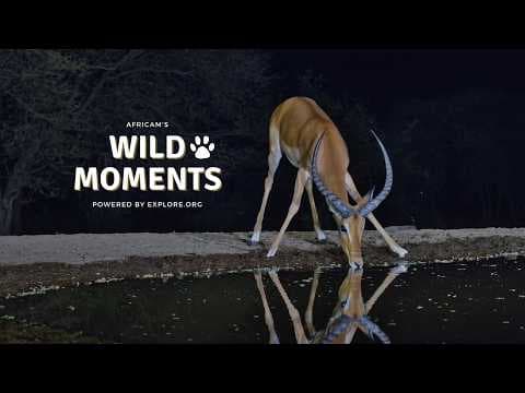 Animal Interactions at Night: Best Highlights of the Week (July 30) | Wild Moments