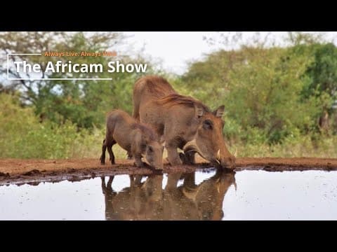 Small Mammals | The Africam Show | February 4