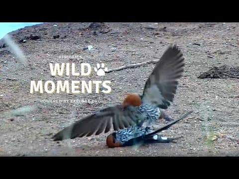 Bird Battles & Injuries | Wild Moments