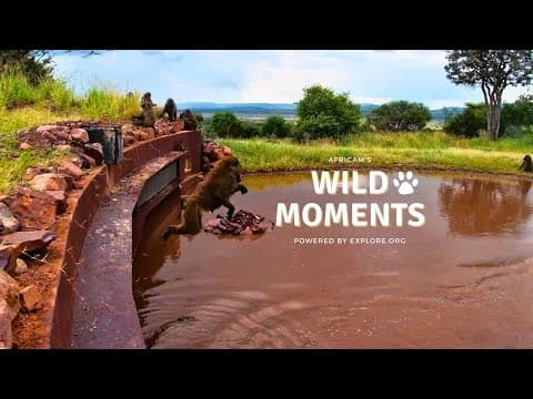 Baboons, Bat-Eared Foxes & A Brave Hippo | Wild Moments | June 12
