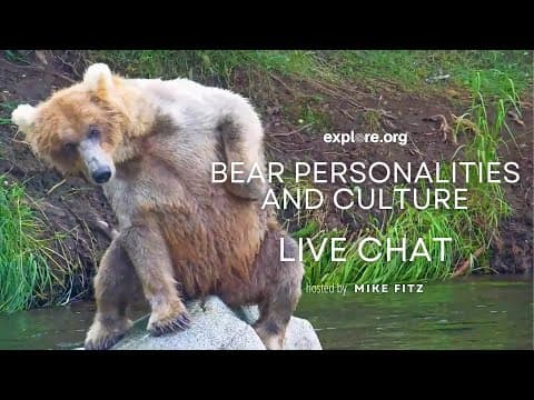 Bear Personalities and Culture | Brooks Live Chat