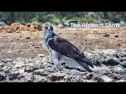 Summer In The Bush | The Africam Show | November 19