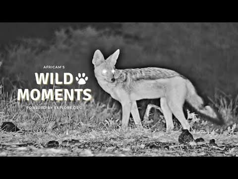 All About Jackals | Wild Moments