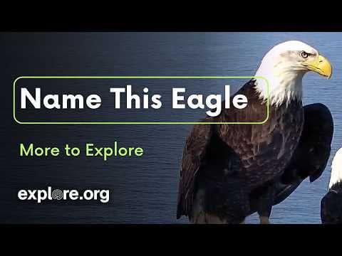 Name This Eagle | More to Explore Live Show