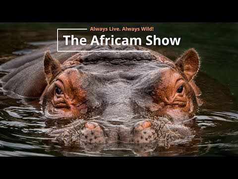 Elephants, Antelope and Birds on The Africam Show