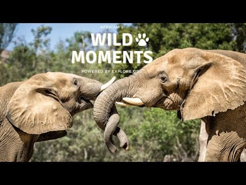Wild Moments | 9.15.22