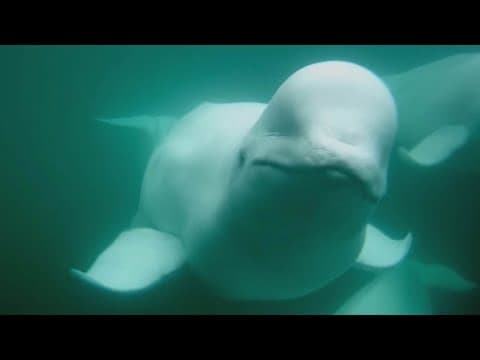 Beluga Boat Underwater Cam | 7.31.25