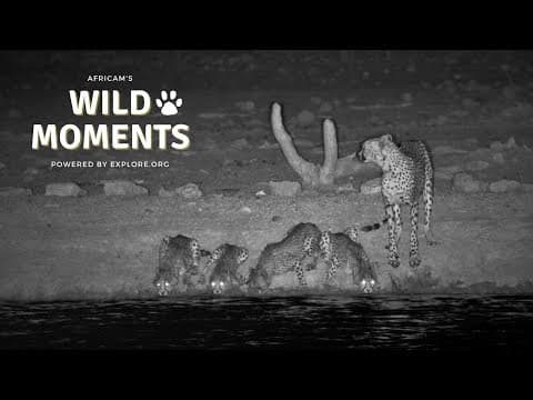 Cheetah & Hyena | Wild Moments | October 10