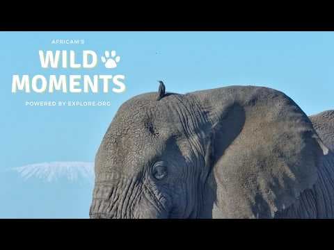 African Wildlife Highlights: Best of the Week’s Live Cams (April 23) | Wild Moments