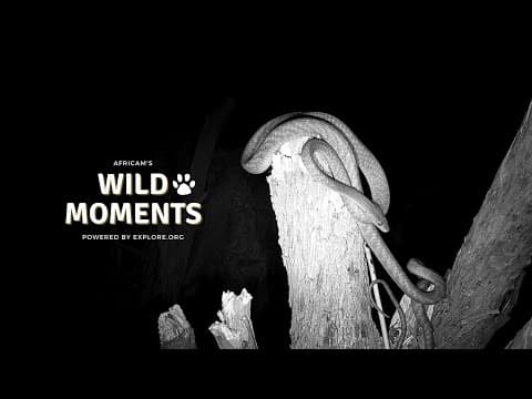 Hyenas, Snakes & Birds | Wild Moments | November 7