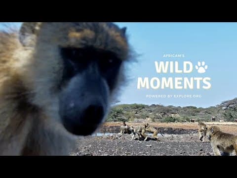 Lions, Hippos and a Silly Baboon | Wild Moments