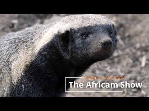 The Africam Show 2.28.23