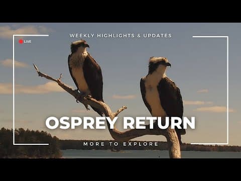 Osprey Return | More to Explore