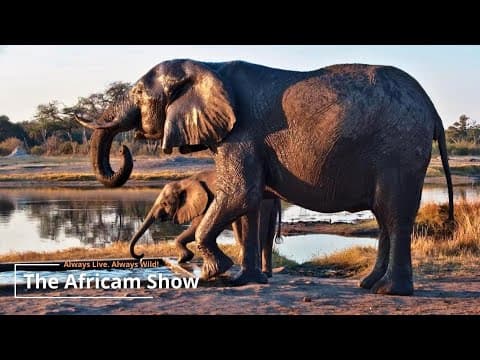 Elephants & Hippo | The Africam Show | August 19
