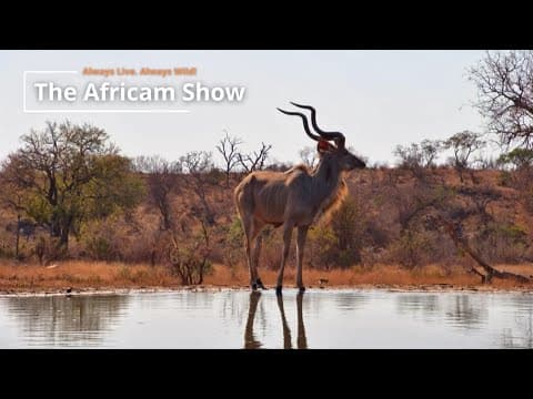 Kudu & Zebra | The Africam Show | October 15
