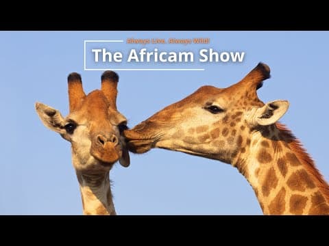 The Africam Show | 8.30.22