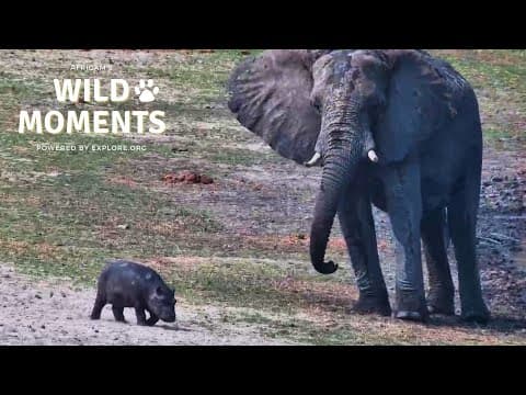 Hippo, Elephant & Crocodile | Wild Moments | August 28