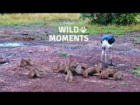 Terrapin & Mongoose vs Marabou | Wild Moments | March 12