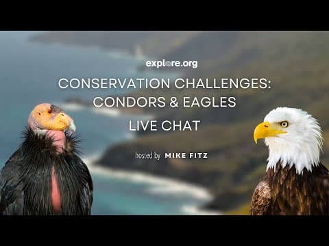 Conservation Challenges: Condors and Eagles | Explore Live Events