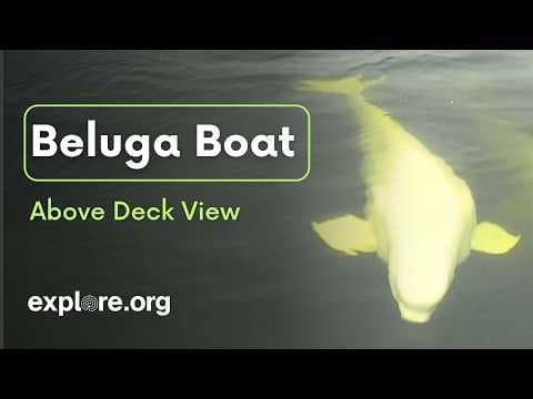 LIVE Beluga Boat Cam: Above Deck View | explore.org