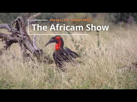 Birds, Crocodiles & Giraffe | The Africam Show