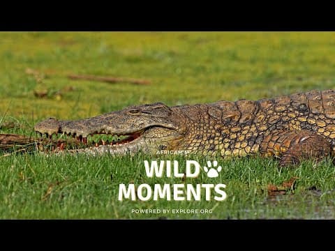 Wild Moments Show 5.19.22