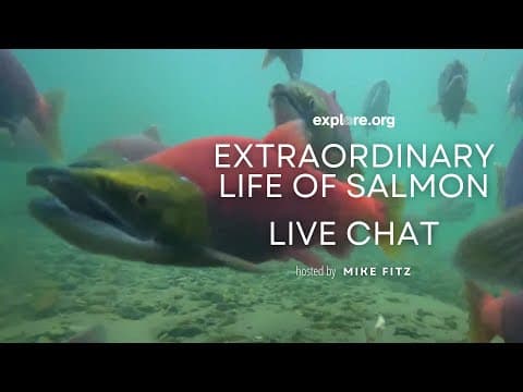 The Extraordinary Life of Salmon | Brooks Live Chat