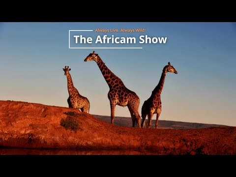 Giraffes and Elephants | The Africam Show | August 6