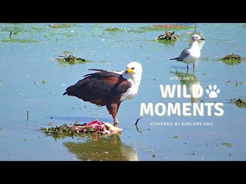 Birds & Mongoose | Wild Moments