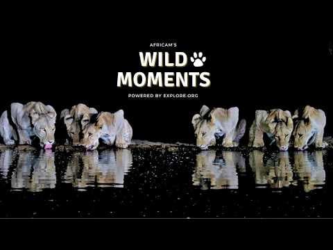 Lions, Hippo, Buffalo & Crocodile | Wild Moments | February 5