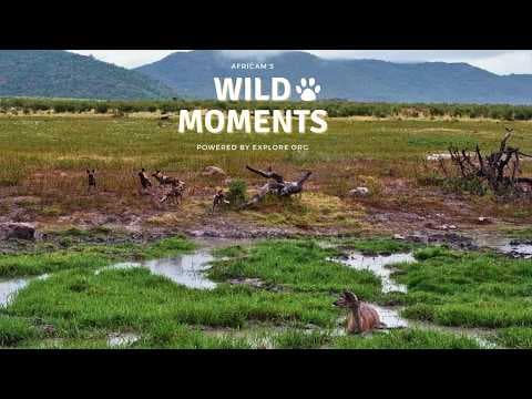 Wild Dogs, Cats & Hyena | Wild Moments | February 19