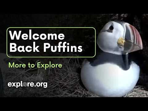 Welcome Back Puffins | More to Explore