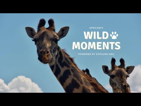 Wild Moments Show | March 7