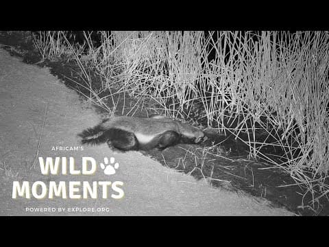 Frogs, Crocodile & Honey Badger | Wild Moments Show | April 25