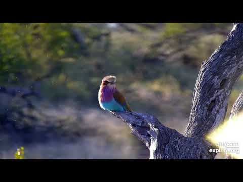 The Africam Show 5.17.22