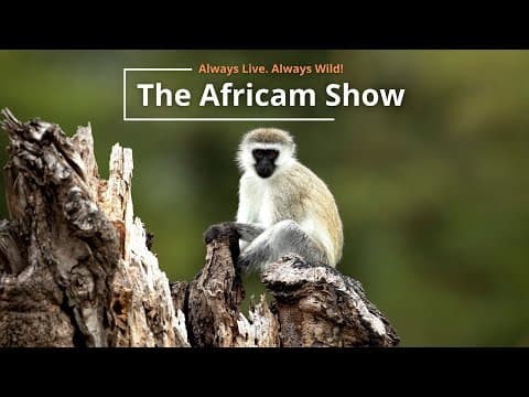 The Africam Show | 9.6.22