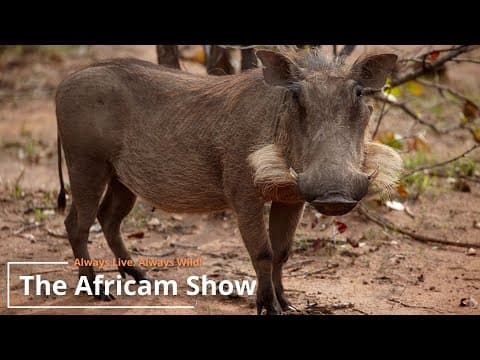 The Africam Show | 10.11.22