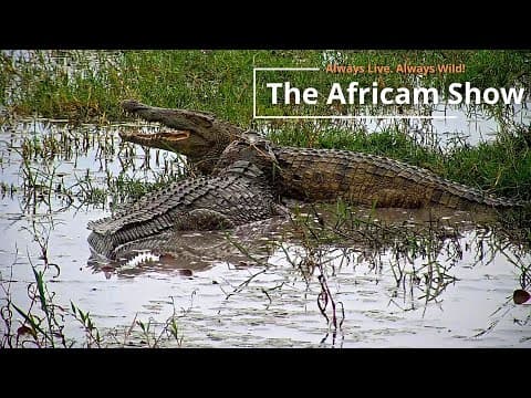 Crocodiles, Birds & Elephants | The Africam Show