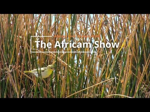Birds, Giraffe & Zebra | The Africam Show