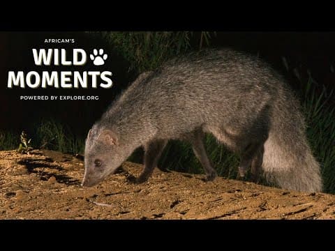 Wild Moments | 8.4.22