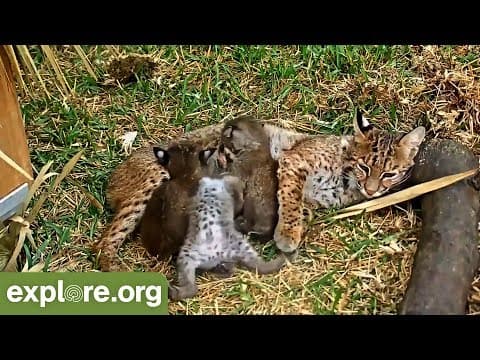 Big Cat Rescue Bobcat Rehabilitation - Live Chat