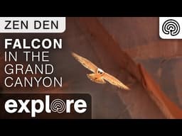 Zen Den - Falcon in the Grand Canyon