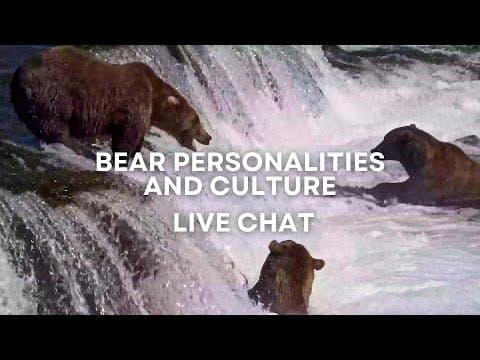 Bear Personalities and Culture | Brooks Live Chat