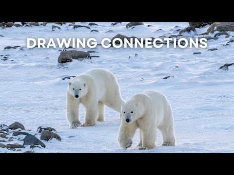 Drawing Connections: Exploring Animal Adaptations with Aaron Blaise and Polar Bears International
