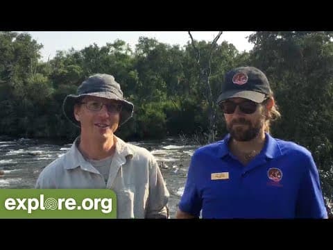 Brown Bear Fishing Skills - Live Chat