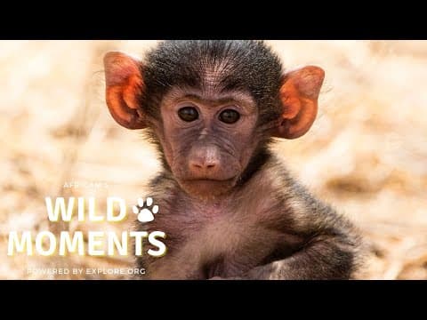 NEWBORN BABOON | Wild Moment Show 3.31.22